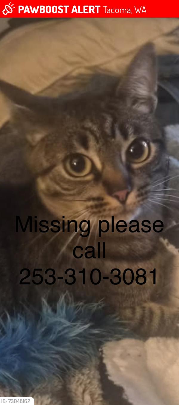 Lost Female Cat last seen N 31st street pearl, Tacoma, WA 98407