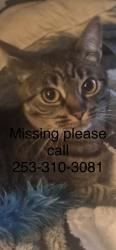 Lost Female Cat last seen N 31st street pearl, Tacoma, WA 98407