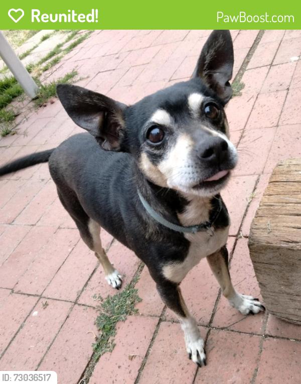 Reunited Male Dog last seen Westwood and cumberland, National City, San Diego, CA 92139