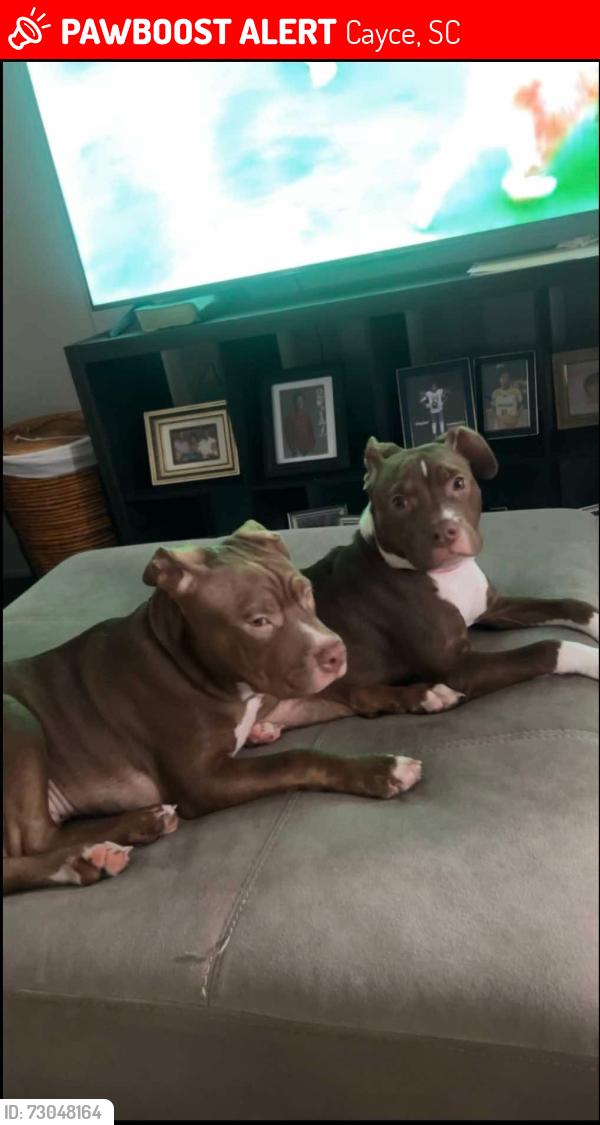 Lost Female Dog last seen Cayce SC she was in a yard , Cayce, SC 29033