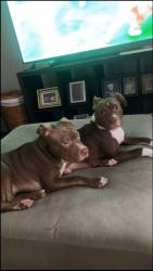 Lost Female Dog last seen Cayce SC she was in a yard , Cayce, SC 29033