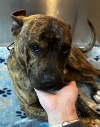Shelter Stray Male Dog last seen palmer and orchard lake rd, PONTIAC, MI, 48340, 1200 N Telegraph Building 42E, Pontiac, MI 48340, USA