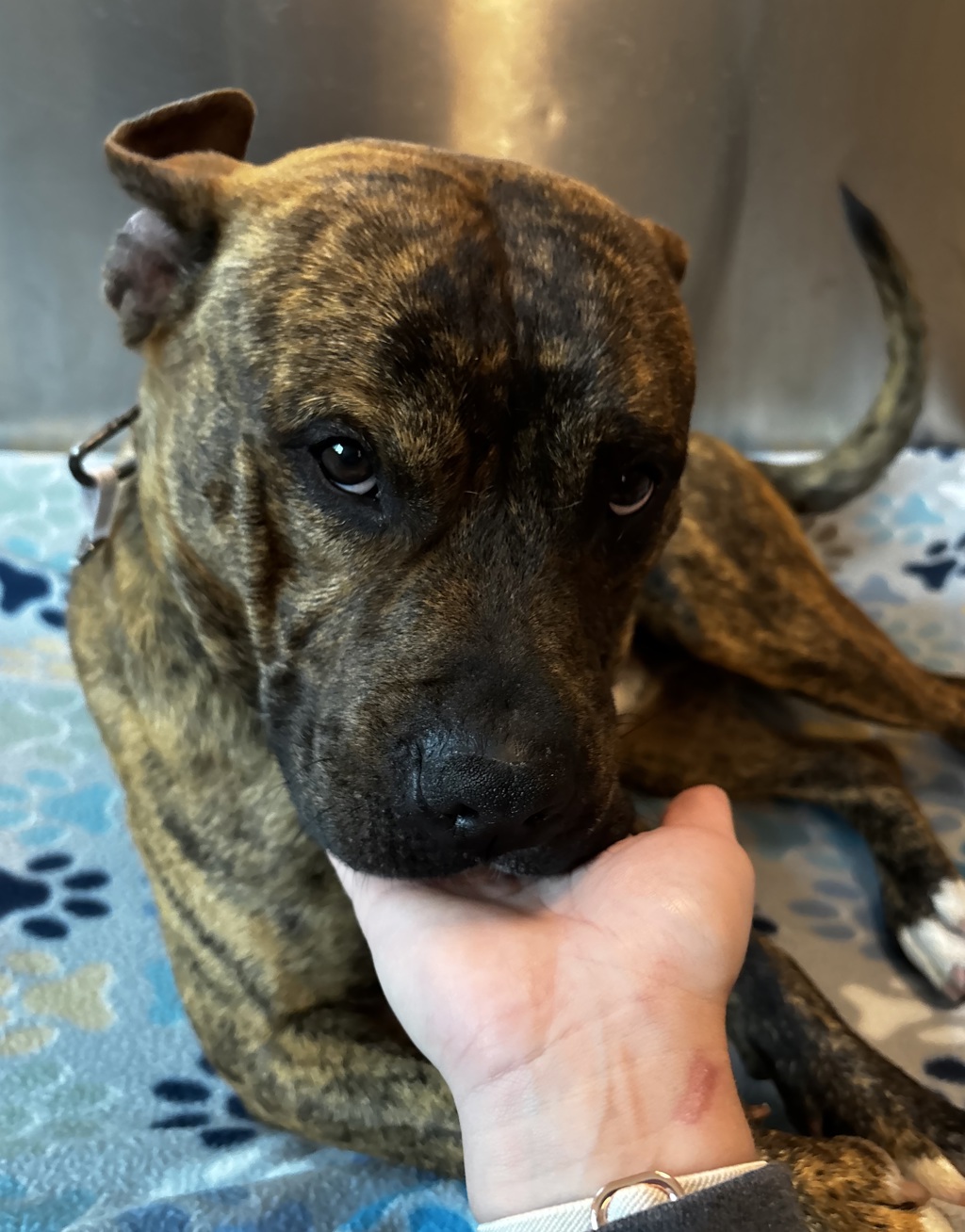 Shelter Stray Male Dog last seen palmer and orchard lake rd, PONTIAC, MI, 48340, 1200 N Telegraph Building 42E, Pontiac, MI 48340, USA