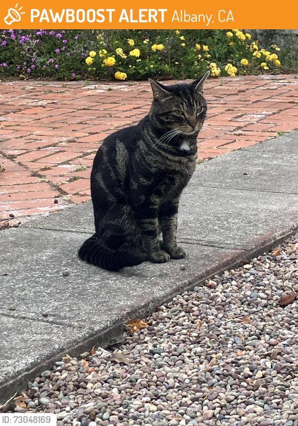 Found/Stray Male Cat last seen Marin Avenue, Albany, CA 94706