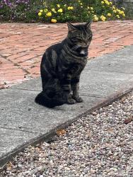 Found/Stray Male Cat last seen Marin Avenue, Albany, CA 94706