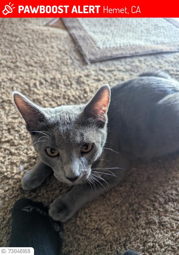 Lost Male Cat last seen Sage rd, Hemet, CA 92544