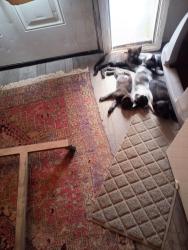 Found/Stray Unknown Cat last seen Near lakes place Tijeras nm, Tijeras, NM 87059