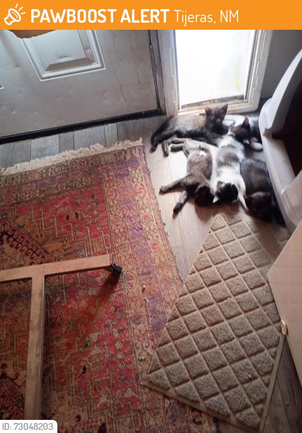 Found/Stray Unknown Cat last seen Near lakes place Tijeras nm, Tijeras, NM 87059