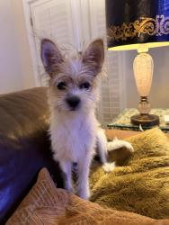 Lost Male Dog last seen Amherst and Sherman st, Englewood, CO 80113