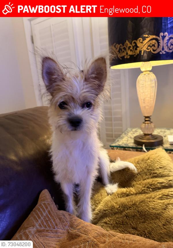 Lost Male Dog last seen Amherst and Sherman st, Englewood, CO 80113