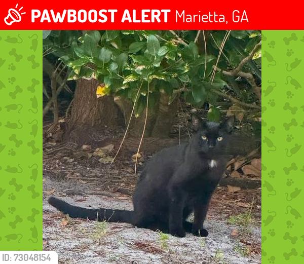 Lost Male Cat last seen Cajun Rd, Piedmont Rd, Marietta, GA 30066