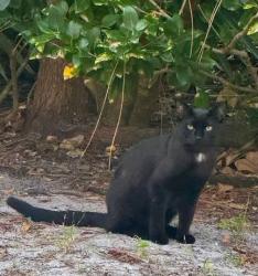 Lost Male Cat last seen Cajun Rd, Piedmont Rd, Marietta, GA 30066