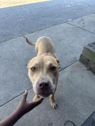 Found/Stray Female Dog last seen Coliseum, Greensboro, NC 27407