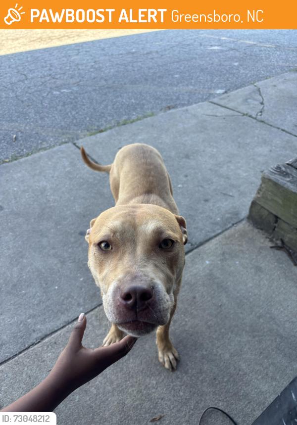 Found/Stray Female Dog last seen Coliseum, Greensboro, NC 27407