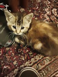 Lost Female Cat last seen 73rd Lewis Ave, Tulsa, OK 74136
