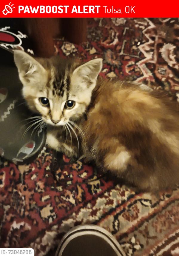 Lost Female Cat last seen 73rd Lewis Ave, Tulsa, OK 74136