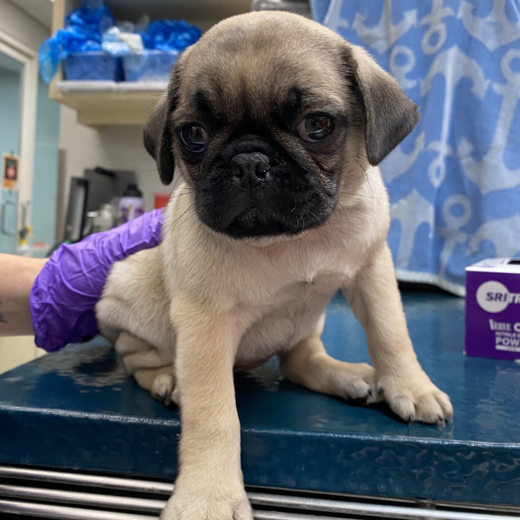 Shelter Stray Unknown Dog last seen , 6621 Westminster Ave, Garden Grove, CA 92844, USA