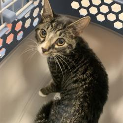 Shelter Stray Male Cat last seen , Animal Care & Control Team of Philly, 111 W Hunting Park Ave, Philadelphia, PA 19140, USA
