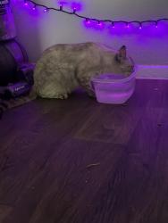 Reunited Female Cat last seen sandri lane, Houston, TX 77077