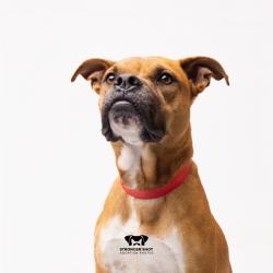 Shelter Stray Female Dog last seen , 3607 N Armenia Ave, Tampa, FL 33607, USA