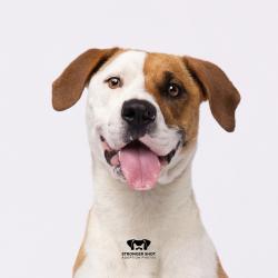 Shelter Stray Female Dog last seen , 3607 N Armenia Ave, Tampa, FL 33607, USA