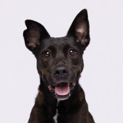 Shelter Stray Female Dog last seen , 3607 N Armenia Ave, Tampa, FL 33607, USA