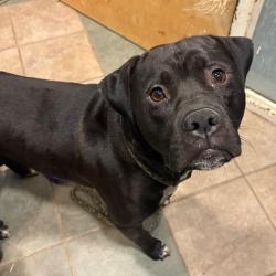 Shelter Stray Male Dog last seen , 4500 N Access Rd, Chattanooga, TN 37415, USA