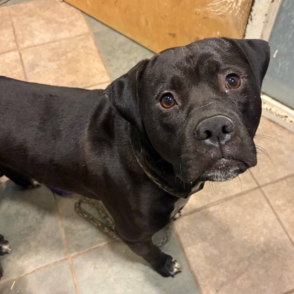 Shelter Removed Male Dog last seen , 4500 N Access Rd, Chattanooga, TN 37415, USA
