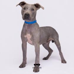Shelter Stray Male Dog last seen , 3607 N Armenia Ave, Tampa, FL 33607, USA