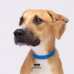 Shelter Stray Male Dog last seen , 3607 N Armenia Ave, Tampa, FL 33607, USA