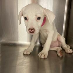 Shelter Stray Female Dog last seen , 4500 N Access Rd, Chattanooga, TN 37415, USA