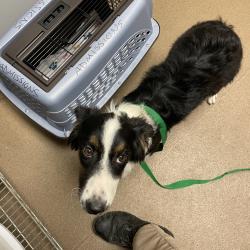 Shelter Stray Female Dog last seen , 4500 N Access Rd, Chattanooga, TN 37415, USA