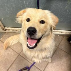 Shelter Stray Female Dog last seen , 4500 N Access Rd, Chattanooga, TN 37415, USA