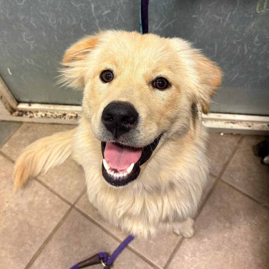 Shelter Stray Female Dog last seen , 4500 N Access Rd, Chattanooga, TN 37415, USA