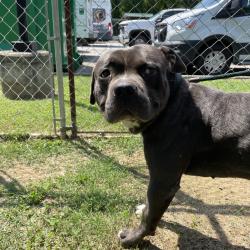 Shelter Stray Male Dog last seen , 4500 N Access Rd, Chattanooga, TN 37415, USA