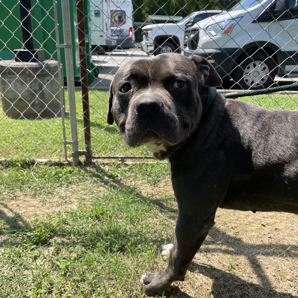 Shelter Stray Male Dog last seen , 4500 N Access Rd, Chattanooga, TN 37415, USA