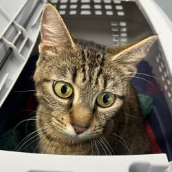 Shelter Stray Female Cat last seen , 1013 Garfield St, Oak Park, IL 60304, USA