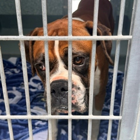 Shelter Stray Male Dog last seen , 12910 Yukon Ave, Hawthorne, CA 90250, USA