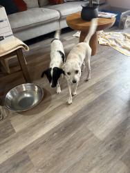 Found/Stray Female Dog last seen Dillion Rd & Bennett Rd, Desert Hot Springs, CA 92240