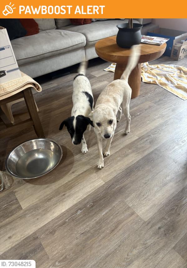 Found/Stray Female Dog last seen Dillion Rd & Bennett Rd, Desert Hot Springs, CA 92240