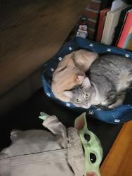 Lost Male Cat last seen Maycox, Norfolk, VA 23505