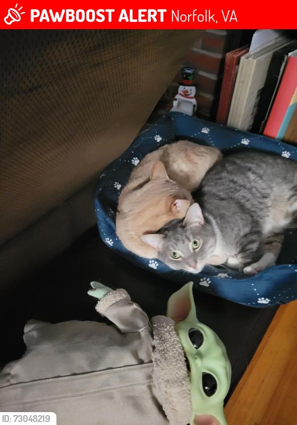 Lost Male Cat last seen Maycox, Norfolk, VA 23505