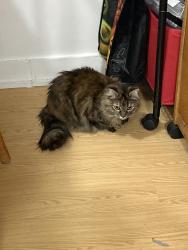 Lost Female Cat last seen Carnies Tavern and Main Street, Ballston Lake, NY 12019