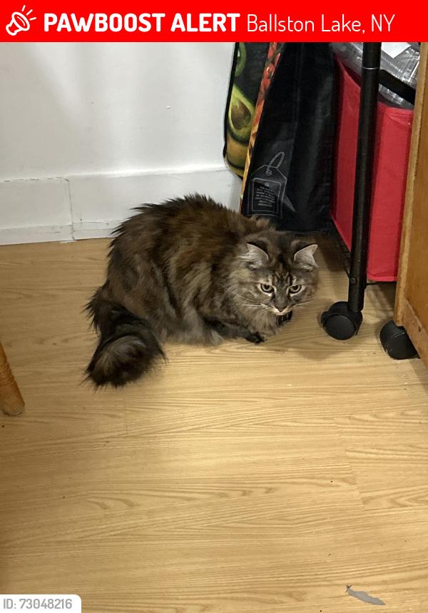 Lost Female Cat last seen Carnies Tavern and Main Street, Ballston Lake, NY 12019