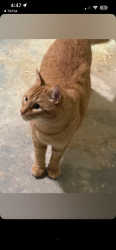 Lost Male Cat last seen sandalwood and kennedy area , Brampton, ON 