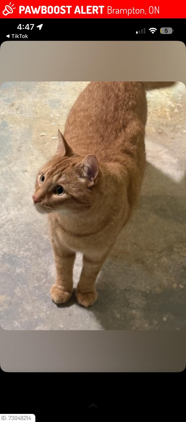 Lost Male Cat last seen sandalwood and kennedy area , Brampton, ON 