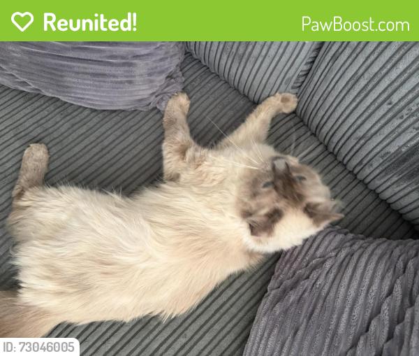 Reunited Female Cat last seen Pool Farm Road, Acocks Green, West Midlands, England B27