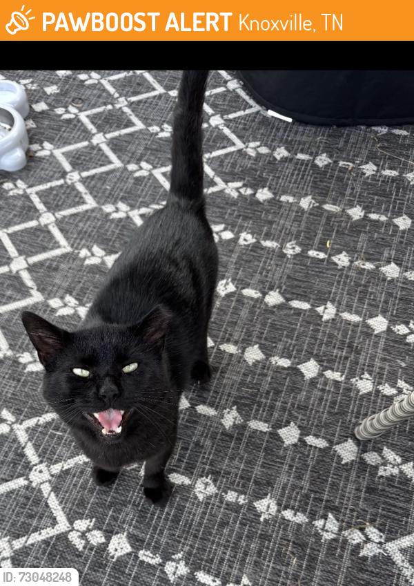 Found/Stray Male Cat last seen Strolling dr, Knoxville, TN 37912