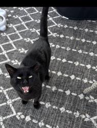 Found/Stray Male Cat last seen Strolling dr, Knoxville, TN 37912