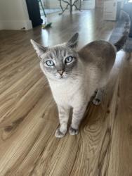 Reunited Female Cat last seen Garden Springs and Thorpe road , Spokane, WA 99224
